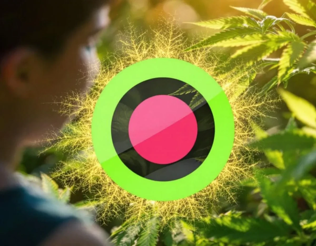 Le CBD face au droit pharmaceutique : enjeux juridiques et réglementaires